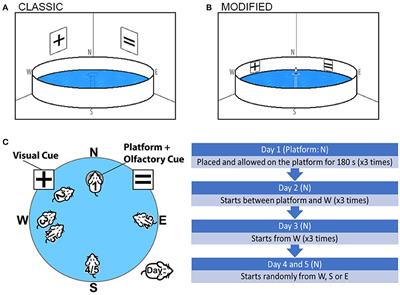 Longitudinal Performance of Senescence Accelerated Mouse Prone-Strain 8 (SAMP8) Mice in an Olfactory-Visual Water Maze Challenge